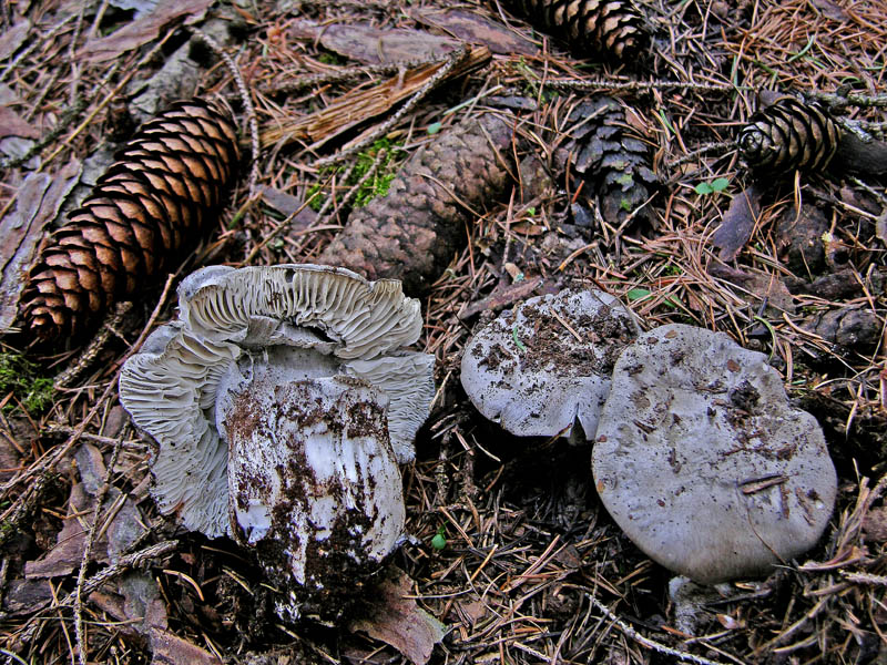 Ritrovamenti venerd� 20 aprile.